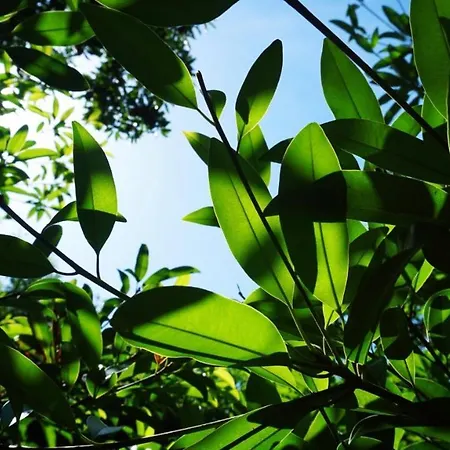 Hải An Homestay - Garden by the Beach-3