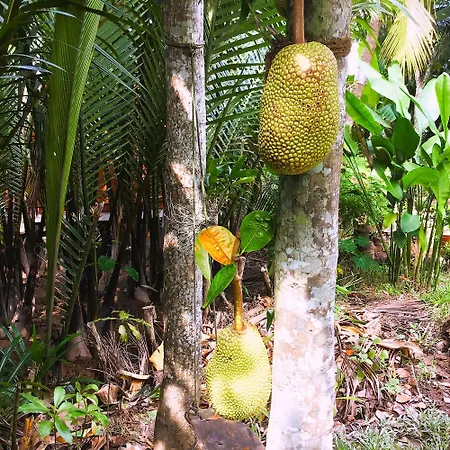 Ben Tre Farm Stay-2